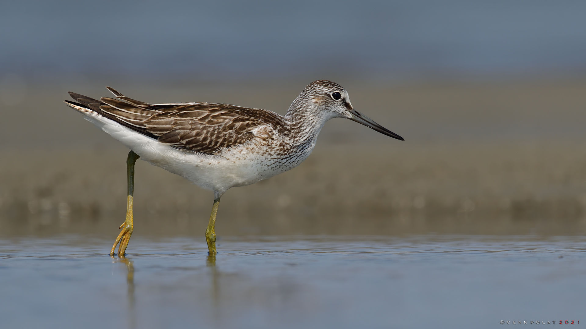 Common Greenshank